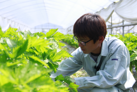 季節に応じた野菜を<br />
1年中お店へ出品しています。